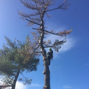 Staff member working on tree removal