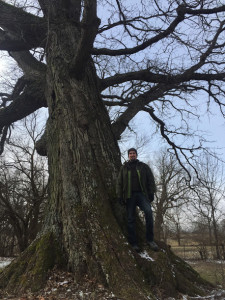 Tree care company employee standing next to very large tree