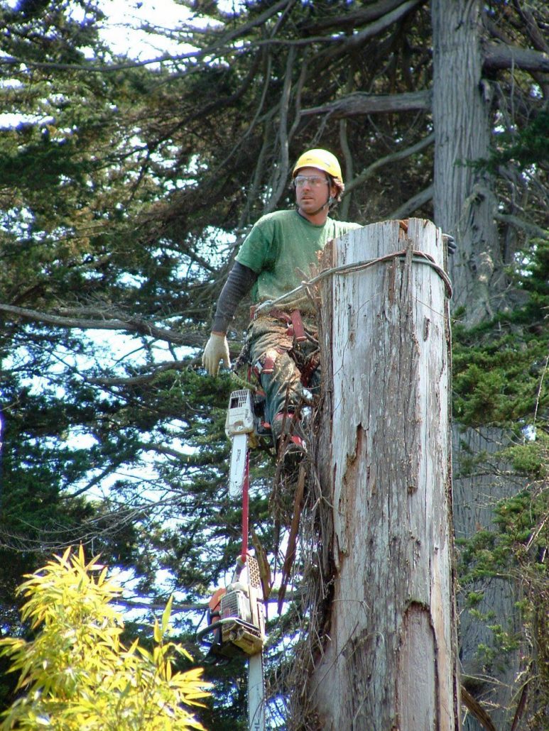 Tree Cutting Services