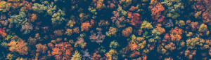 Topical view of trees changing colors for the Fall