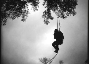 One of our staff pruning a very large tree