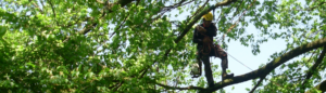 One of our staff pruning a very large tree