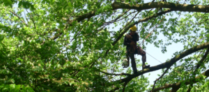 One of our staff pruning a very large tree
