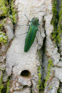 Green insect on tree bark