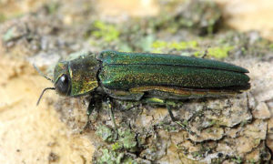 Photo of an Emerald Ash Borer