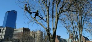 Our staff working on commercial property trees in downtown Lexington, KY