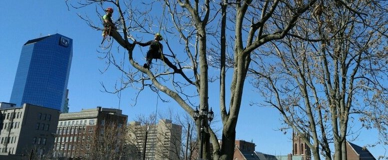 Our staff working on commercial property trees in downtown Lexington, KY