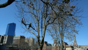 Our staff working on commercial property trees in downtown Lexington, KY