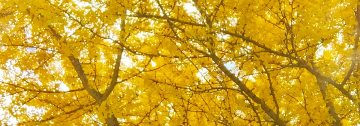 Branches of oak trees covered in vibrant yellow leaves in the Fall