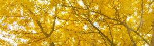 Branches of oak trees covered in vibrant yellow leaves in the Fall