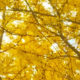 Branches of oak trees covered in vibrant yellow leaves in the Fall