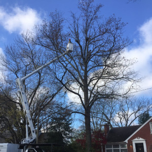 One of our staff members in a cherry picker very high in a tree