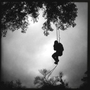 A member of our staff pruning a very large tree