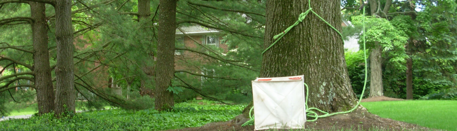 Basket for low impact tree care in front of a large tree being worked on