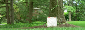 Basket for low impact tree care in front of a large tree being worked on