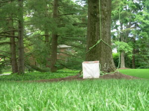 Basket for low impact tree care in front of a large tree being worked on
