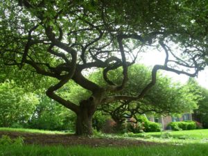 Very large, very old twisted tree in front of a home