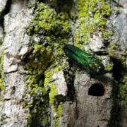 Photo of adult emerald ash borers