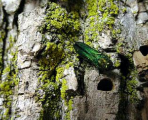 Photo of adult emerald ash borers