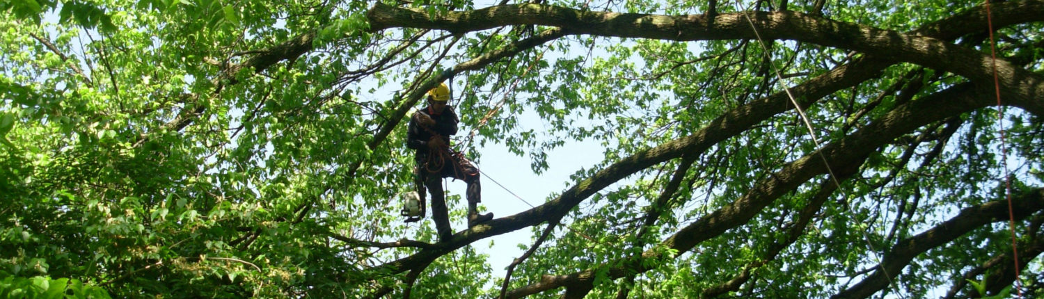 One of our staff standing on the branch of a large tree in the middle of a pruning job