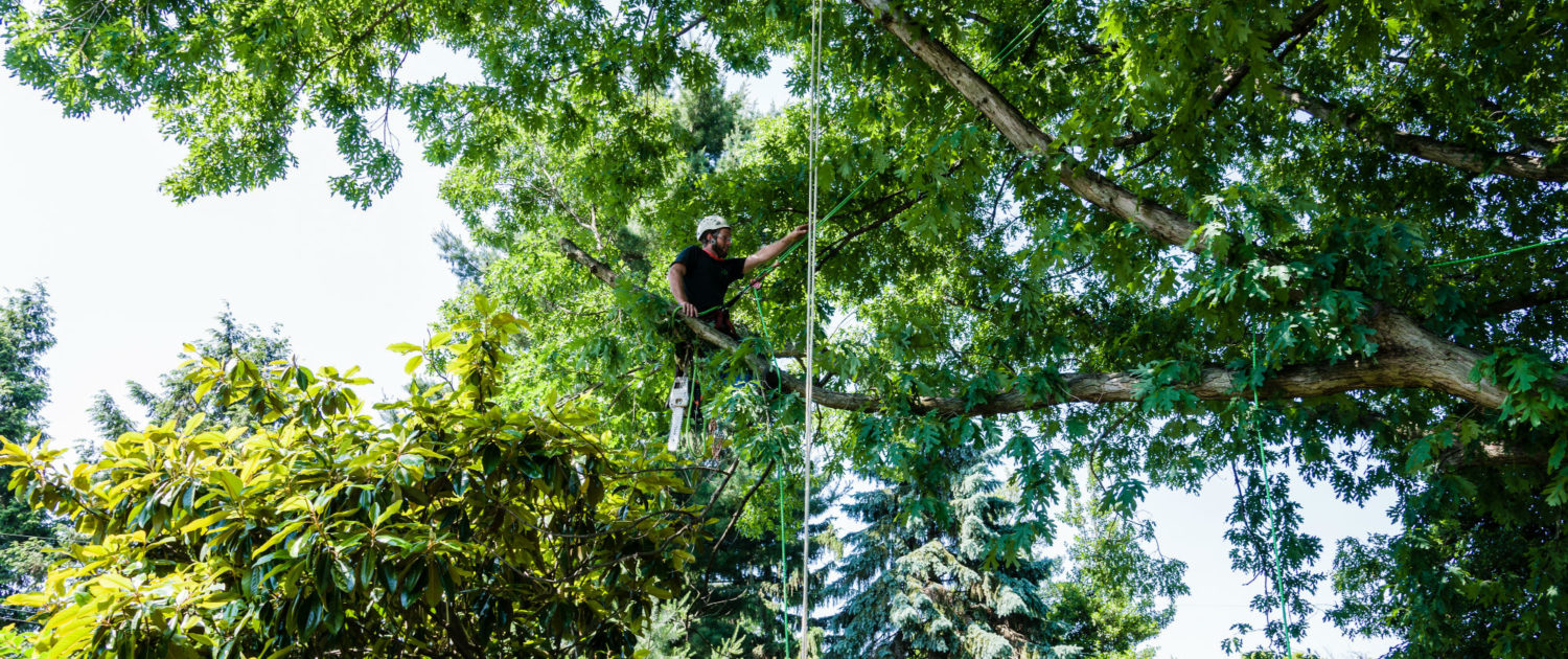 Tree Trimming Service Near Me