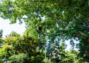 One of our professionals pruning a very large tree.