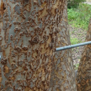 A cable that is connecting two large tree trunks to allow them to grow in the proper direction.