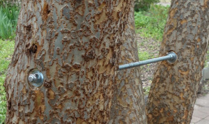 A cable that is connecting two large tree trunks to allow them to grow in the proper direction.