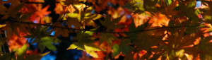 Beautiful Fall leaves in brown, golds, reds, and greens