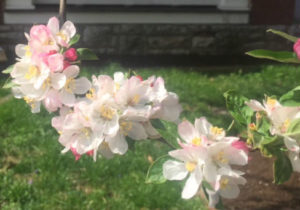 Three beautiful bunches of white and pink flowers from a crabapple tree