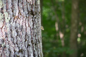 Small chipmunk peeking around a large tree trunk