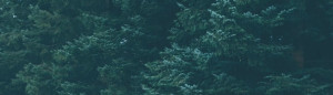 Deep greens of pine trees