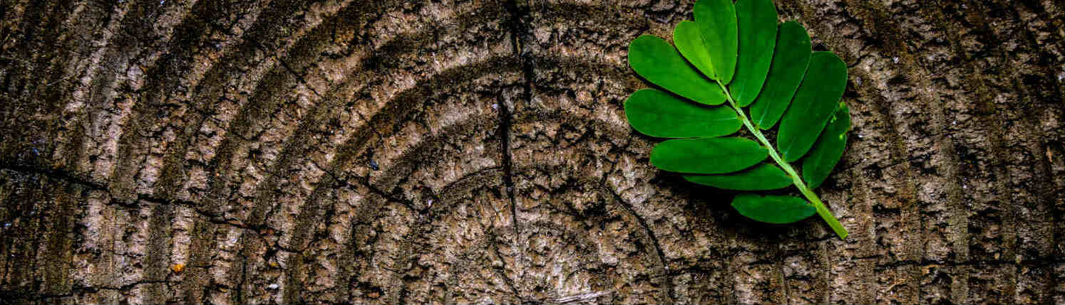 Small green leaf to the right sitting atop a cut tree trunk with age rings exposed