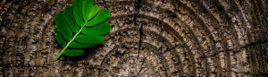 Green leaf to the left sitting atop cut tree trunk showing age rings