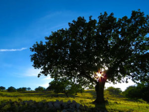 Large tree partially blocking sun in a large open field