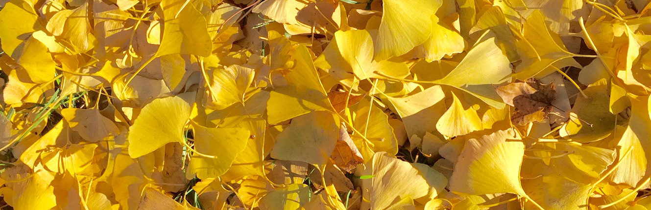 Large pile of vibrant yellow ginkgo leaves