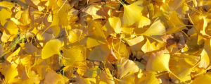 Large pile of vibrant yellow ginkgo leaves