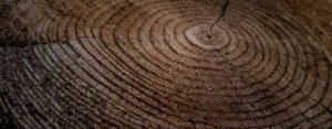Close up of tree age rings