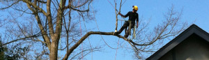 One of our members of staff performing "Limbwalking" in order to trim a tree