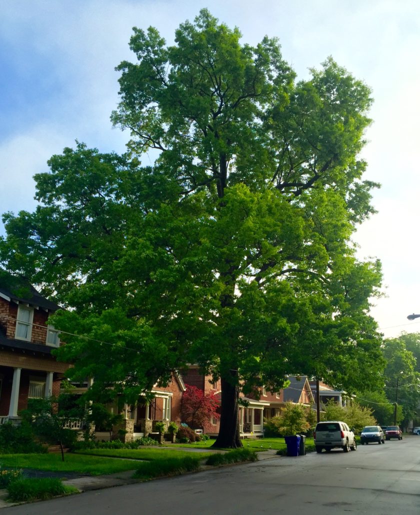 Tree Preservation Service