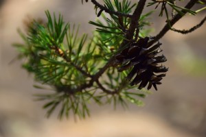 Close up photo of a pine branch with a small pinecone
