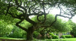 Very large, very old twisted tree in front of a home