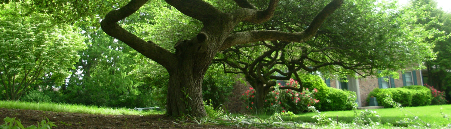 Very large and very old tree in front of a home.