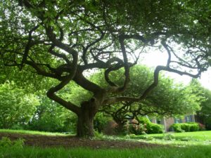 Very large, very old twisted tree in front of a home