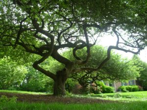 Very large, very old twisted tree in front of a home