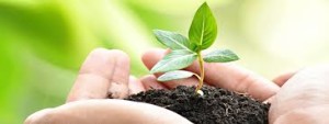 A small seedling beginning to sprout in the palm of a person's hands
