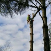 Staff member working on a tree removal