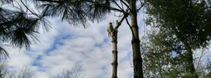 Staff member working on a tree removal