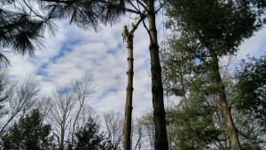 Tree branch trimming in central Kentucky