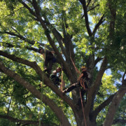 Several members of our team working together on a tree project